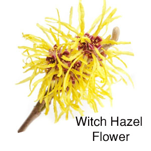 witch hazel flower
